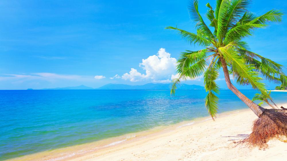 solntse-tropical-summer-more-sand-bereg-pesok-sea-pliazh-pal.jpg