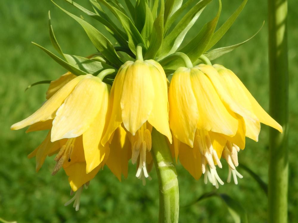 bellflower-1235042.jpg