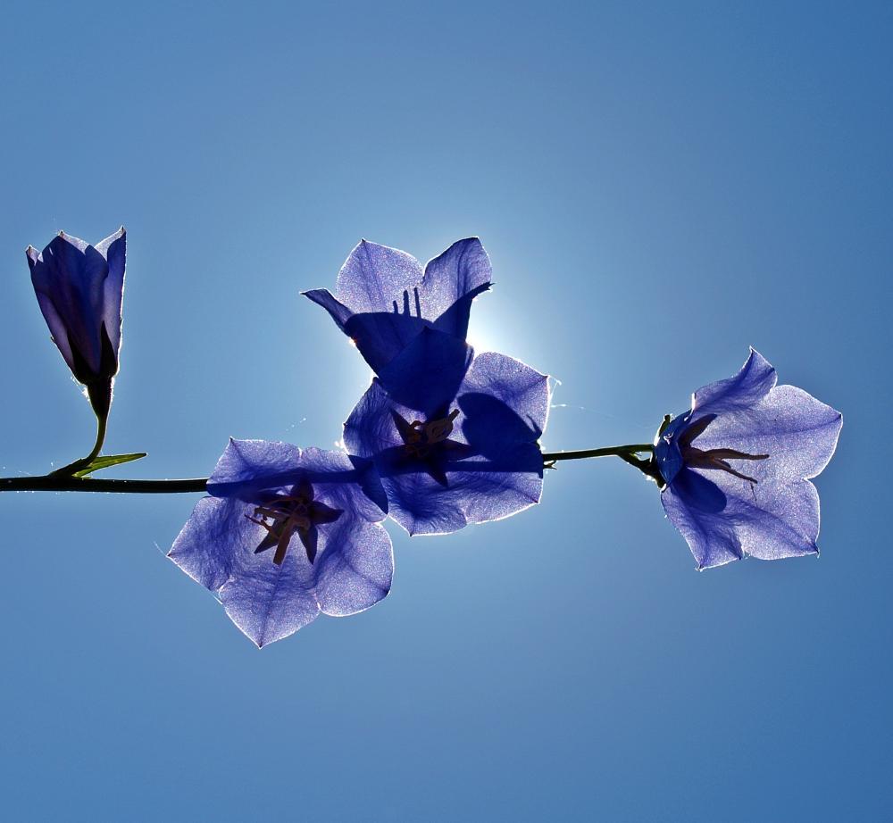 bellflower-1411992.jpg