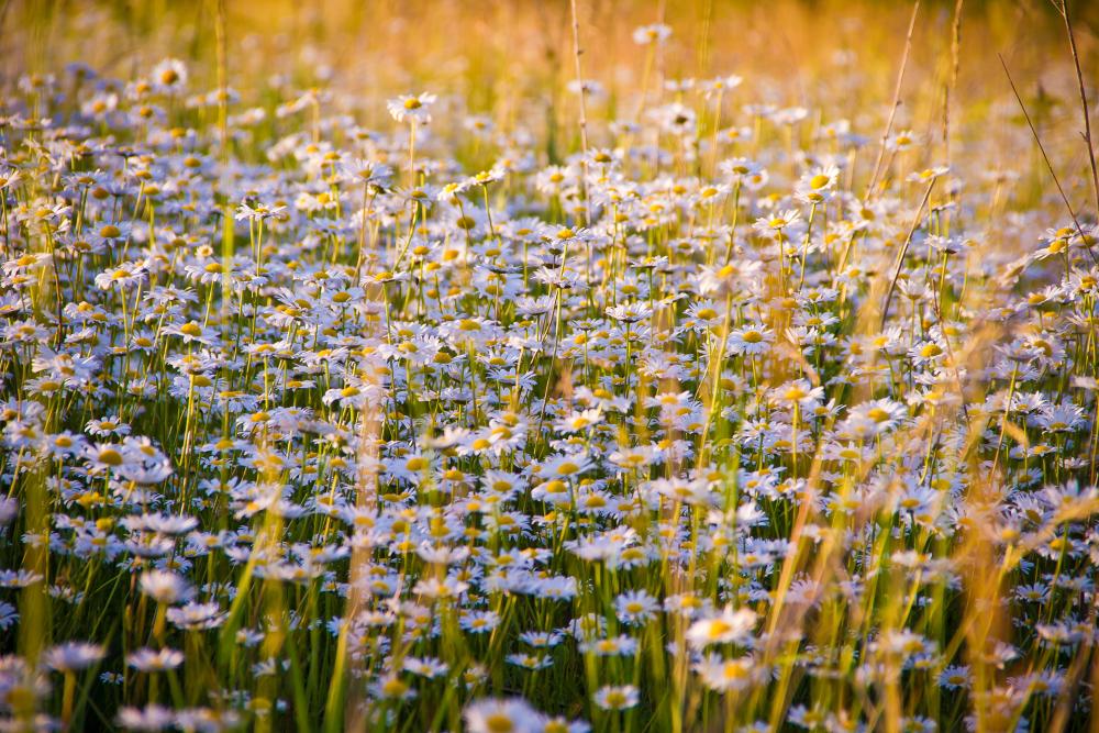 chamomile-1261796.jpg