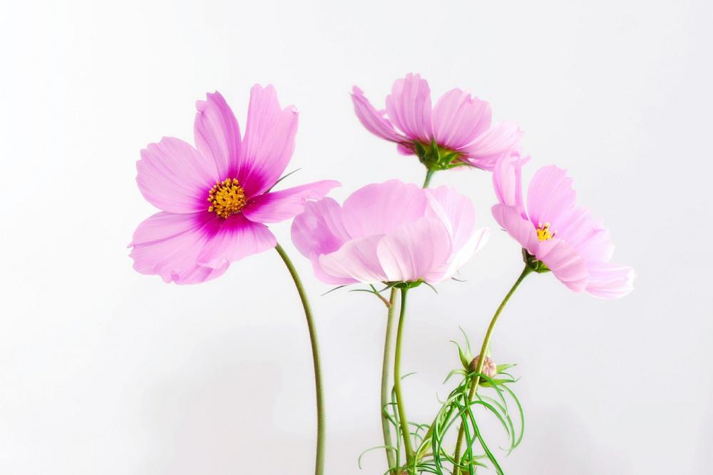 cosmea-583092_1920.jpg