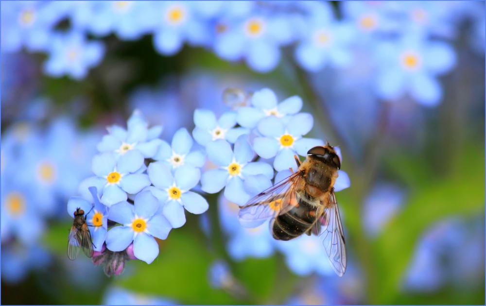 forget-me-not-257176.jpg