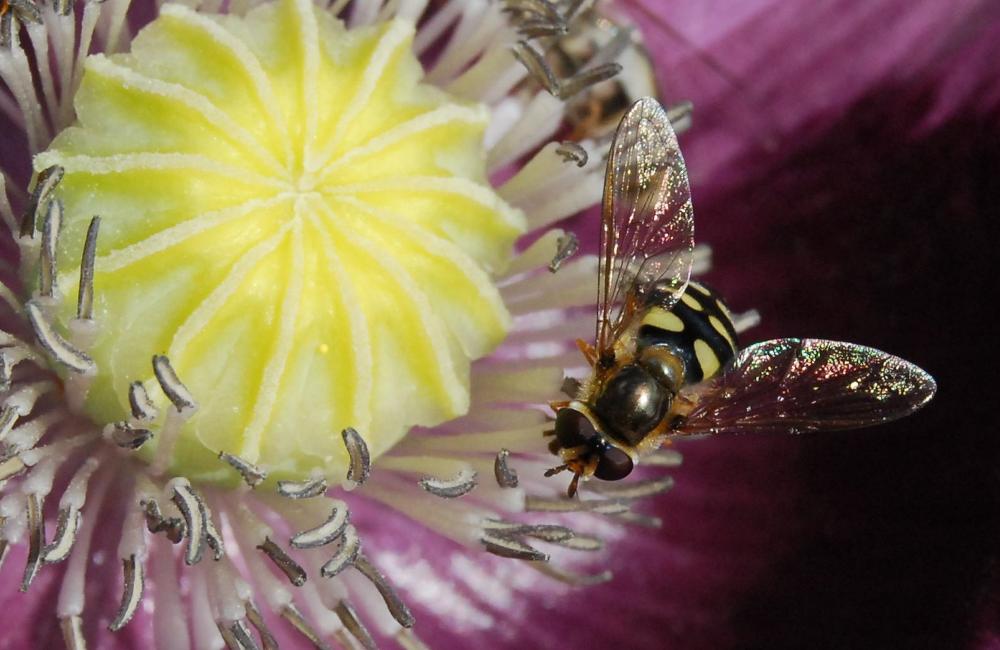 hoverfly-341721.jpg
