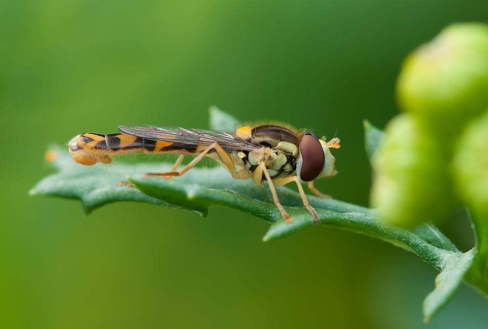 insect-212940.jpg