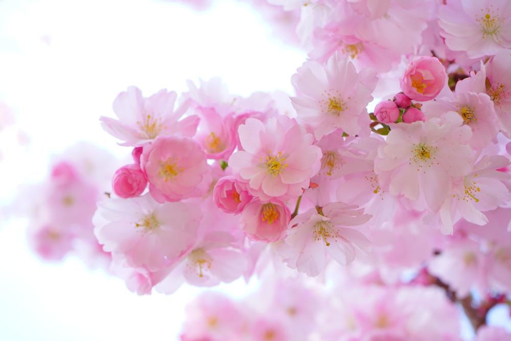 japanese-cherry-trees-324175.jpg