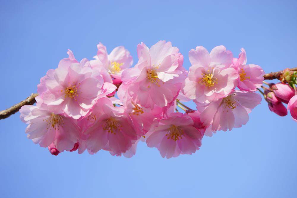 japanese-cherry-trees-324186.jpg