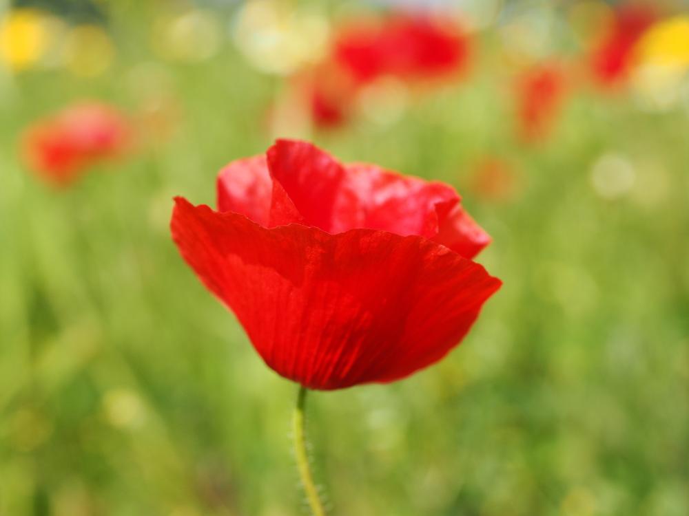 klatschmohn-1117449.jpg