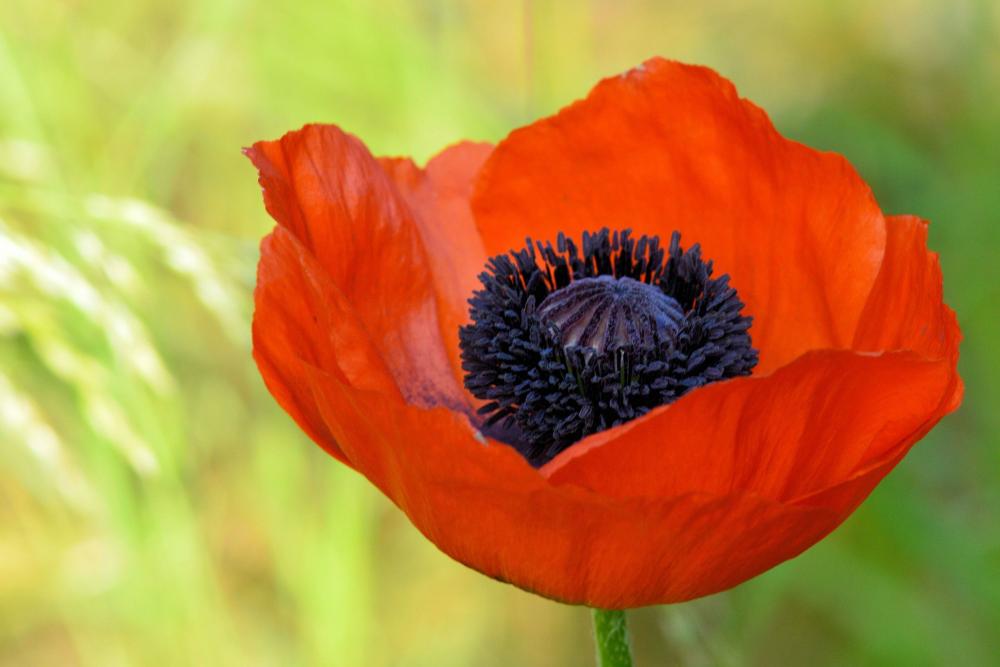 klatschmohn-1270690.jpg