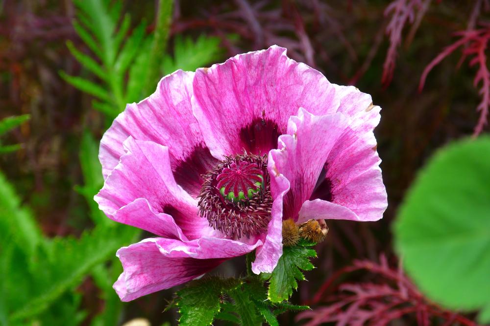 poppy-139357.jpg
