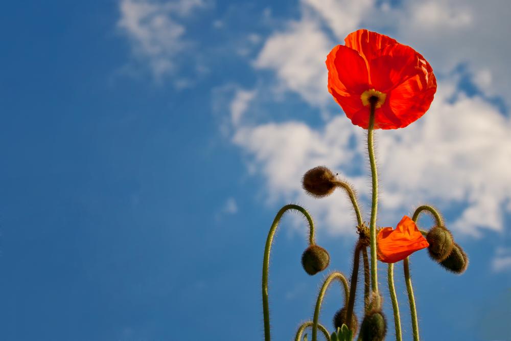 poppy-641423 (1).jpg